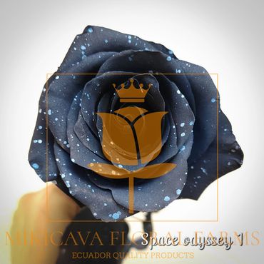 Rose Space Odyssey 1,
Space Odyssey 1 rose,
Space Odyssey 1 Ecuadorian rose variety,
Space Odyssey