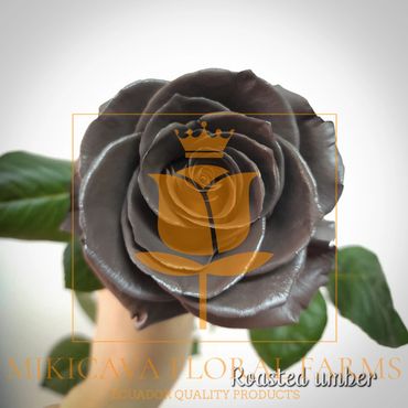 Rose Roasted Umber,
Roasted Umber rose,
Roasted Umber Ecuadorian rose variety,
Roasted Umber rose v