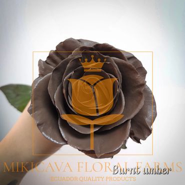 Rose Burnt Umber,
Burnt Umber rose,
Burnt Umber Ecuadorian rose variety,
Burnt Umber rose variety.