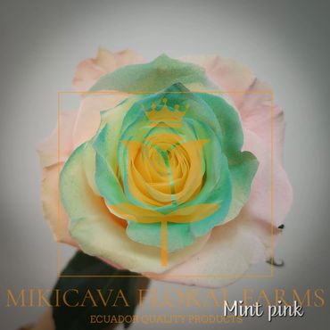 Rose Mint Pink,
Mint Pink rose,
Mint Pink Ecuadorian rose variety,
Mint Pink rose variety.