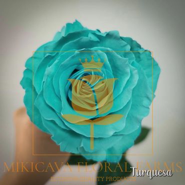 Rose Turquesa,
Turquesa rose,
Turquesa Ecuadorian rose variety,
Turquesa rose variety.