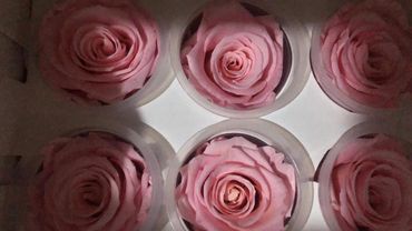Buy Pink Preserved Eternal Roses From Ecuador.