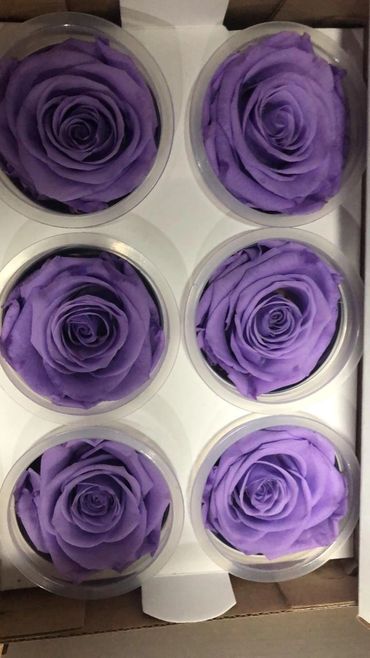 Cool Preserved Eternal Roses From Ecuador