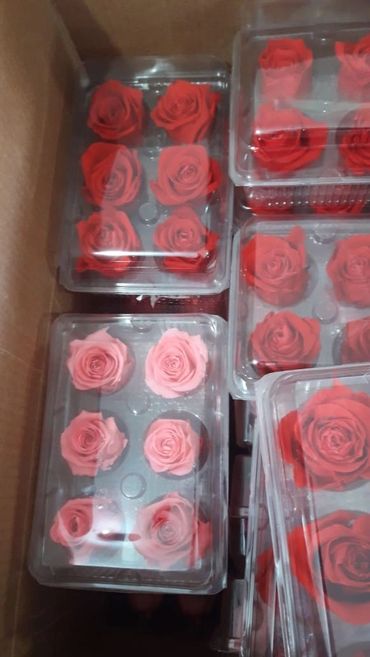 Buy Red Preserved Eternal Roses From Ecuador.