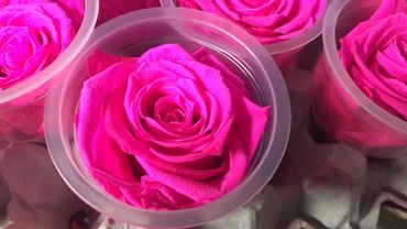 Buy Hot Pink Blue Preserved Eternal Roses From Ecuador.