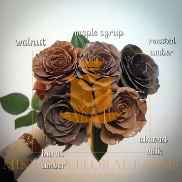 Rose Autumn selection,
Autumn selection rose,
Autumn selection Ecuadorian rose variety,
Autumn sele