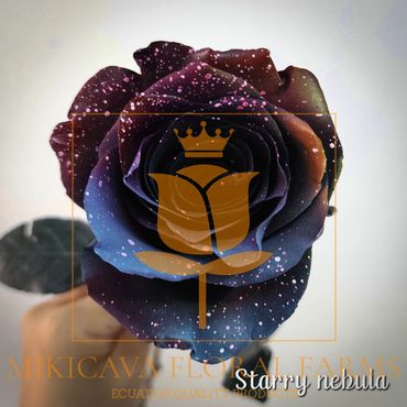 Rose Starry Nedula,
Starry Nedula rose,
Starry Nedula Ecuadorian rose variety,
Starry Nedula rose v