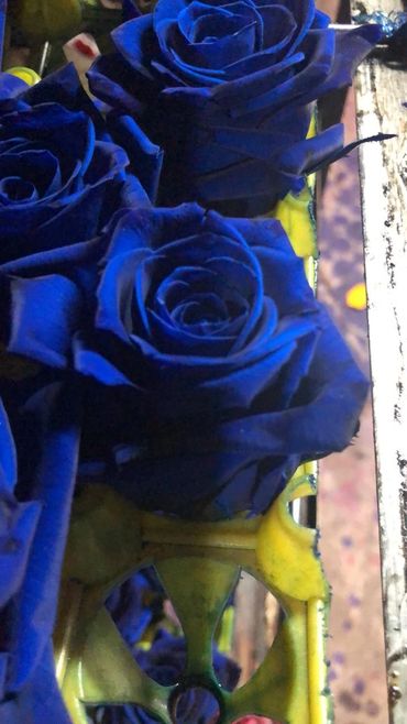 Buy Blue Preserved Eternal Roses From Ecuador.