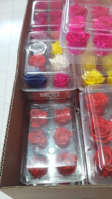 Wholesale, buy now Preserved Eternal Roses From Ecuador