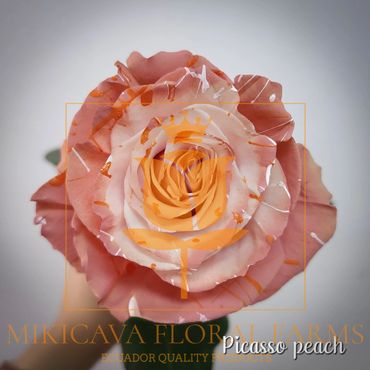 Rose Picasso Peach,
Picasso Peach rose,
Picasso Peach Ecuadorian rose variety,
Picasso Peach rose v