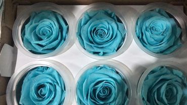 Wholesale White Preserved Eternal Roses From Ecuador