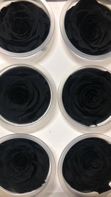 Buy Black Preserved Eternal Roses From Ecuador.