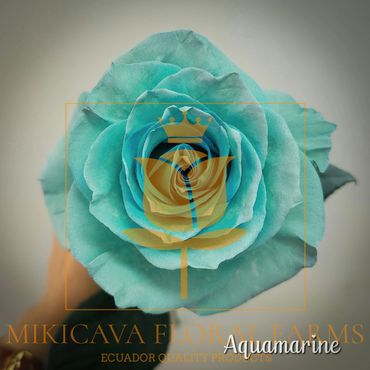 Rose Aquamarine,
Aquamarine rose,
Aquamarine Ecuadorian rose variety,
Aquamarine rose variety.