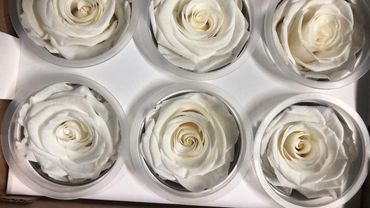 Buy White Preserved Eternal Roses From Ecuador.