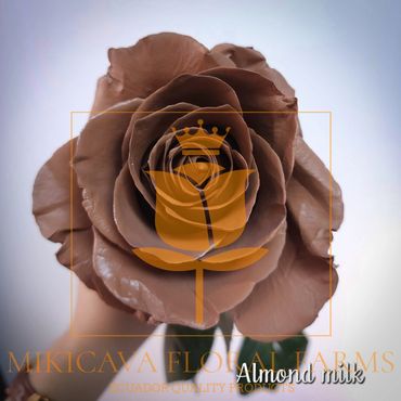 Rose Almond Milk,
Almond Milk Ecuadorian rose variety,
Almond Milk rose variety.