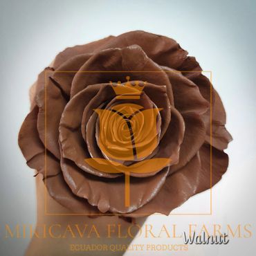 Rose Walnut,
Walnut rose,
Walnut Ecuadorian rose variety,
Walnut rose variety.