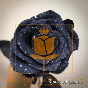 Rose Space Odyssey 2,
Space Odyssey 2 Ecuadorian rose variety,
Space Odyssey 2 rose variety.