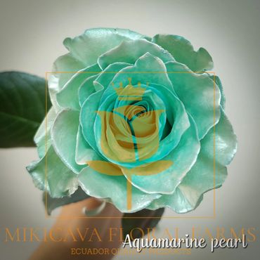Rose Aquamarine Pearl,
Aquamarine Pearl rose,
Aquamarine Pearl Ecuadorian rose variety,
Aquamarine