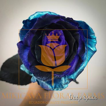 Rose Deep Space,
Deep Space rose,
Deep Space Ecuadorian rose variety,
Deep Space ros variety.