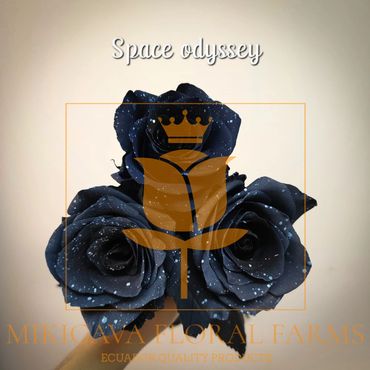 Rose Space Odyssey,
Space Odyssey rose,
Space Odyssey Ecuadorian rose variety,
Space Odyssey rose v