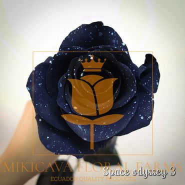 Rose Space Odyssey 3,
Space Odyssey 3 rose,
Space Odyssey 3 Ecuadorian rose variety,