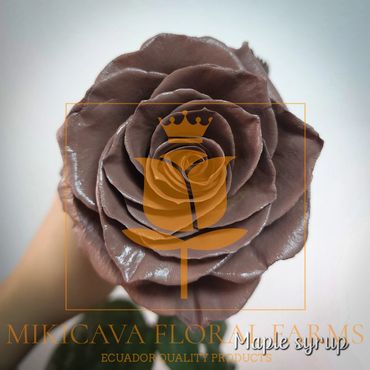 Rose Maple Syrup,
Maple Syrup rose,
Maple Syrup Ecuadorian rose variety,
Maple Syrup rose variety.