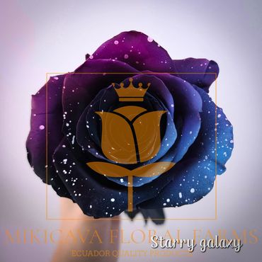 Rose Starry Galaxy,
Starry Galaxy
Starry Galaxy Ecuadorian rose variety,
Starry Galaxy rose variet