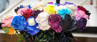 Tinted roses Ecuador