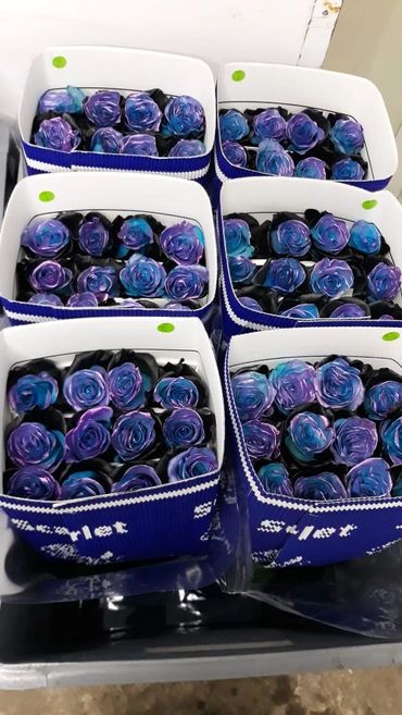 Buy Cool Tinted Roses from Ecuador.