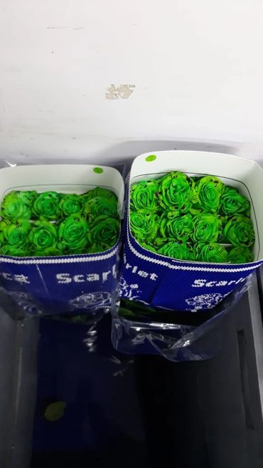 Buy Green Tinted Roses from Ecuador.