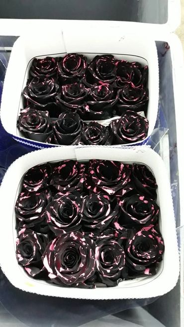 Buy Christmas Tinted Roses from Ecuador
