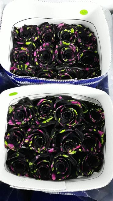 Place your order now - Tinted Roses From Ecuador - Black with stripes Tinted Roses.