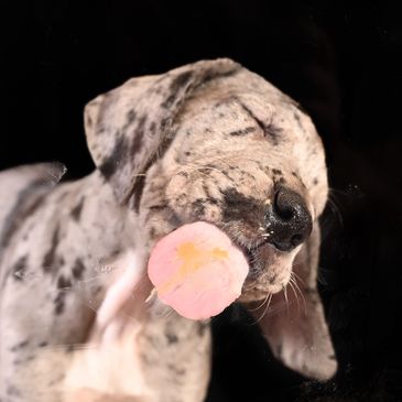 Pet photography. We love dogs, cats, and any of your pet family.