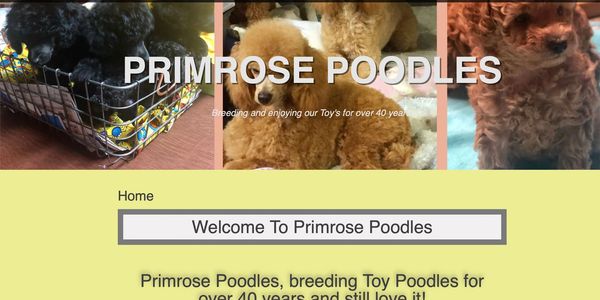 photo of Primrose Poodles header