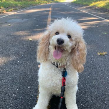 Mini Poodle