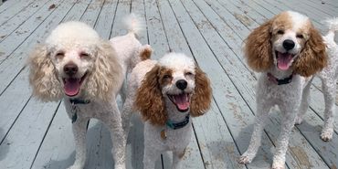 Parti Miniature poodle
