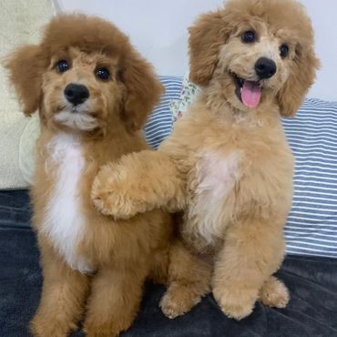 poodle siblings