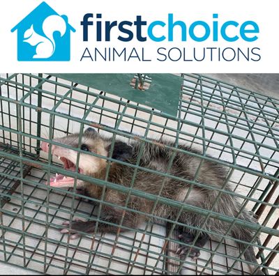 Opossum removal Houston