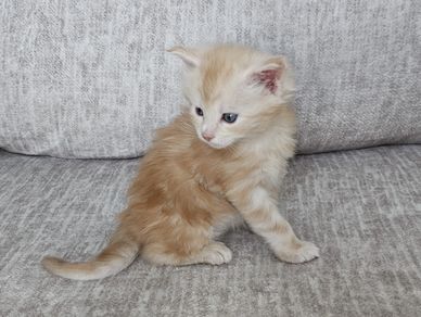 Beige and white kitten sitting on a grey fabric sofa, looking to the right with a curious expression
