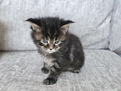 Brown/grey tabby kitten sitting on a grey fabric sofa, looking straight ahead with a calm expression