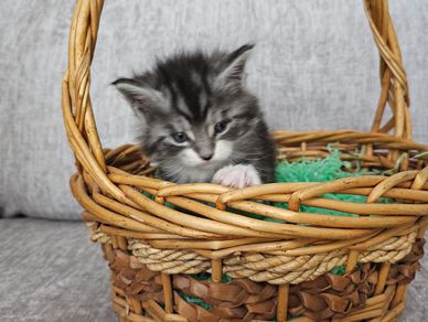 Grey & black kitten with white paws sitting in a yellow basket, lifting its left paw and looking out