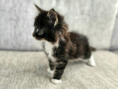 Brown /black kitten with white paws standing on all four paws on a grey fabric sofa, looking  alert.