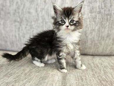 Black tabby Maine Coon kitten with white paws sitting on a grey fabric sofa, looking straight ahead.