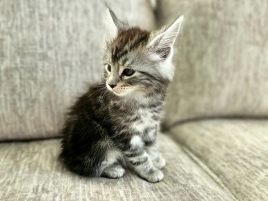 Grey/white tabby kitten sitting on a grey fabric sofa, looking a little sleepy with relaxed posture.