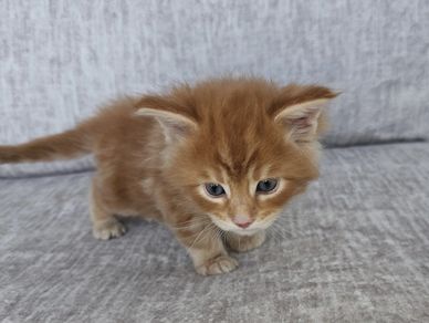 Red Maine Coon kitten standing on all four paws on a grey fabric sofa, looking alert and playful.