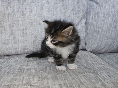 Brown kitten with white paws sitting on a grey fabric sofa, looking to the right with a curiosity.