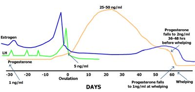 Canine hormonal levels during estrus.