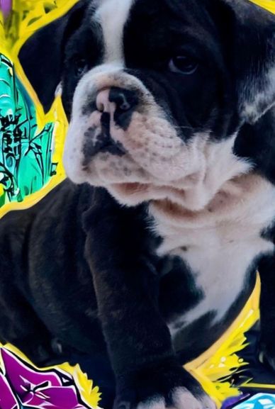 English bulldogs in Maryland, English bulldogs in New Hampshire, English bulldogs in Houston, petco