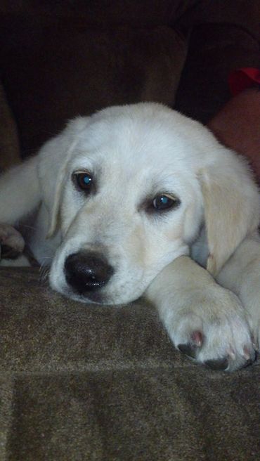 Have a new puppy that is in training. Worried leaving it in a crate all day will cause set backs in