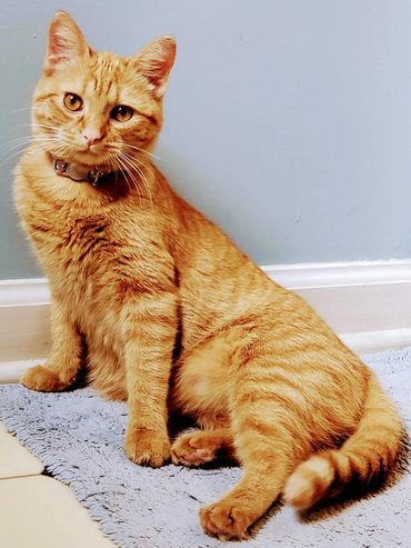 Cats are already so nervous going into a crate, getting in the car and then going into a boarding fa